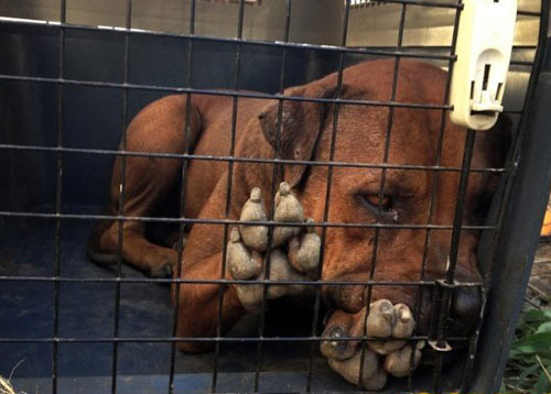 700 triệu một trận chọi… chó - 8