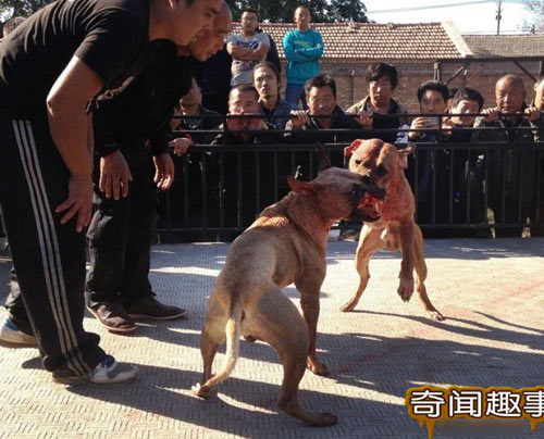 700 triệu một trận chọi… chó - 7