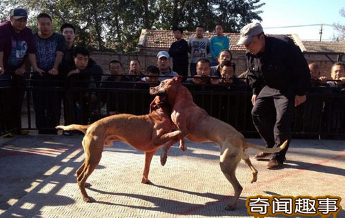 700 triệu một trận chọi… chó - 6