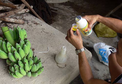 “Vỗ béo” bắp chuối bằng “thần dược” - 2