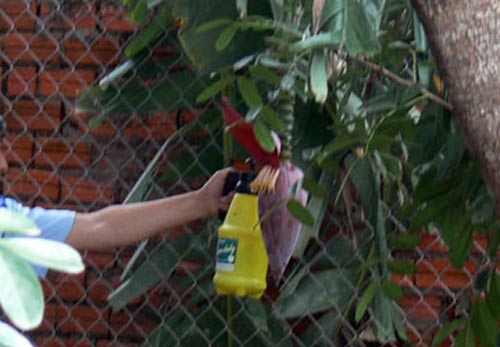 “Vỗ béo” bắp chuối bằng “thần dược” - 3