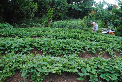 Nhà tạm, vườn rau "mọc" trên… đất di sản - 3