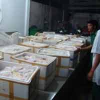 Tin tức trong ngày - Bắt giữ xe chở 3 tạ nội tạng động vật