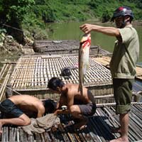 Thị trường - Tiêu dùng - Nuôi cá “vua đặc sản” ở miền Tây xứ Nghệ