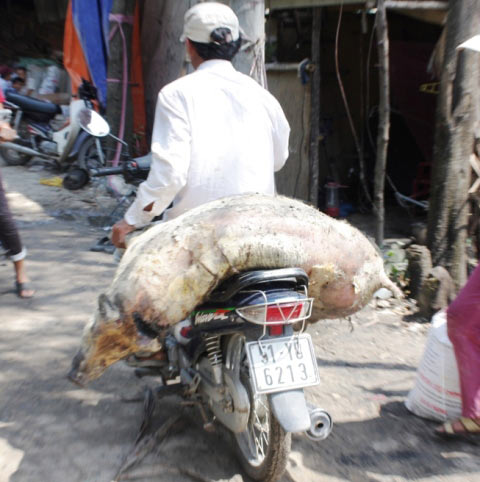 Hoả hoạn, hàng chục con heo bị thiêu sống - 2