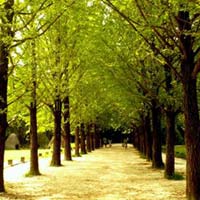 Du lịch - Đảo Nami - ý tưởng cho chuyến du lịch lãng mạn