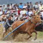 Du lịch - Sôi động lễ hội đua bò Indonesia