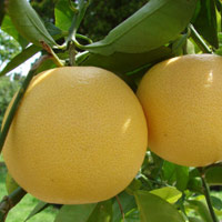 Thị trường - Tiêu dùng - Cảnh giác với bưởi Đoan Hùng "rởm"