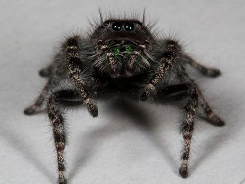 Phát hiện loài nhện có 8 mắt - 1