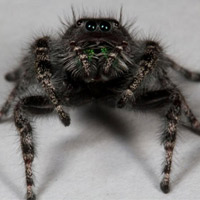 Phi thường - kỳ quặc - Phát hiện loài nhện có 8 mắt