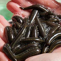 Sức khỏe đời sống - Loạn tin đồn có đỉa trong thực phẩm