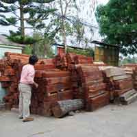 Tin tức trong ngày - Lâm tặc triệt hạ gỗ quý ngay sát ủy ban xã