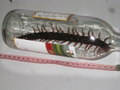 Khiếp sợ rết khổng lồ rơi trước mặt - 2