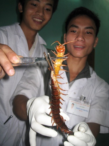 Khiếp sợ rết khổng lồ rơi trước mặt - 3