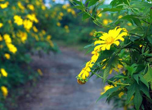 Lên lịch "Phượt" cùng mùa hoa - 4