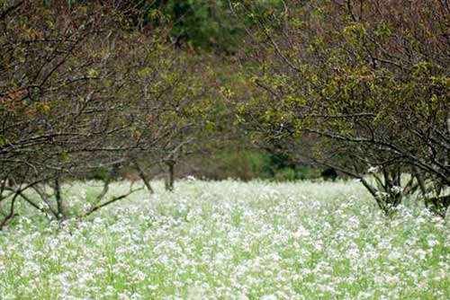 Lên lịch "Phượt" cùng mùa hoa - 5