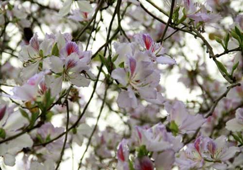 Lên lịch "Phượt" cùng mùa hoa - 8