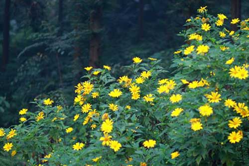 Lên lịch "Phượt" cùng mùa hoa - 3