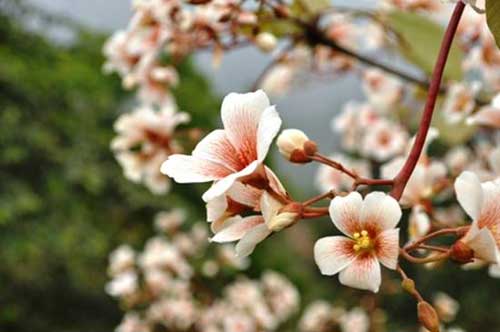 Lên lịch "Phượt" cùng mùa hoa - 9