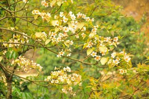 Lên lịch "Phượt" cùng mùa hoa - 10