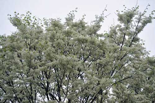 Lên lịch "Phượt" cùng mùa hoa - 12