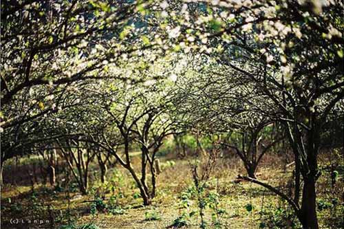 Lên lịch "Phượt" cùng mùa hoa - 7