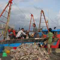 Tin tức trong ngày - TQ thu mua cá cơm, dân làm mắm điêu đứng