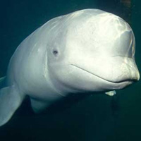 Tin tức trong ngày - Phát hiện cá heo biết giả tiếng người
