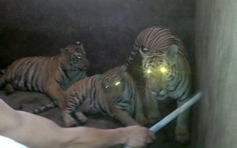 Cận cảnh đàn hổ sống giữa khu dân cư - 10