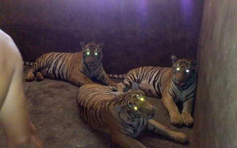 Cận cảnh đàn hổ sống giữa khu dân cư - 11