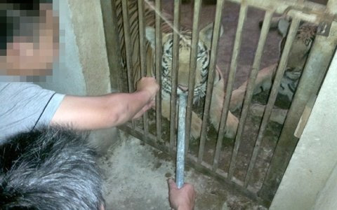 Cận cảnh đàn hổ sống giữa khu dân cư - 12