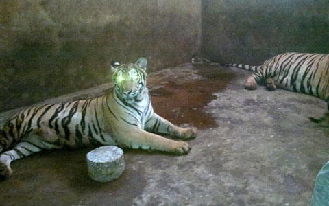 Cận cảnh đàn hổ sống giữa khu dân cư - 3