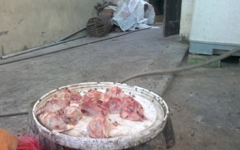 Cận cảnh đàn hổ sống giữa khu dân cư - 5