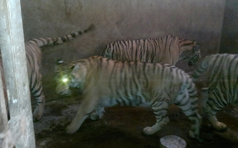 Cận cảnh đàn hổ sống giữa khu dân cư - 6