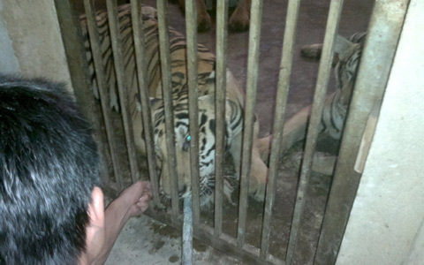 Cận cảnh đàn hổ sống giữa khu dân cư - 7