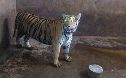 Cận cảnh đàn hổ sống giữa khu dân cư - 8