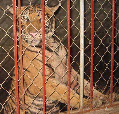 Thâm nhập "hang hùm" tại gia - 2