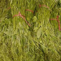 Thị trường - Tiêu dùng - Tràn lan rau núp bóng 'su su Tam Đảo'