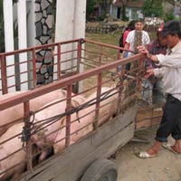 Thị trường - Tiêu dùng - Bán heo ban đêm “chạy” dịch