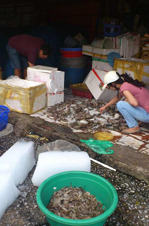 Hải sản giá "bèo", nguy cơ ngộ độc cao - 2