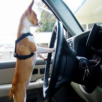 Video clip cười: "Chó" cũng biết lái xe!