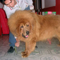 Nuôi thú dữ tại gia: Chó “ngoại hạng”