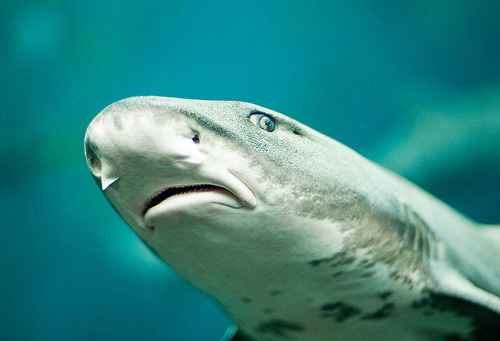 Mỹ: Cá mập "bơi" giữa sân golf - 1