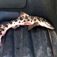 Tin tức trong ngày - Mỹ: Cá mập "bơi" giữa sân golf