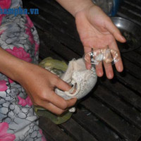 Tin tức trong ngày - Kinh hãi áo ngực TQ chứa “thuốc lạ”