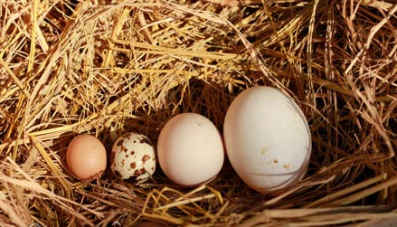 HN: Gà đẻ trứng bé hơn trứng chim cút - 1