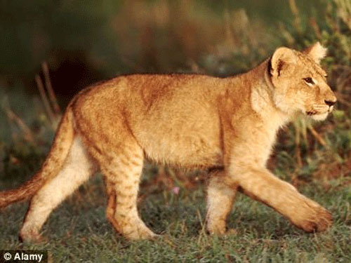 Phát hiện ung thư vú nhờ bị sư tử cắn ngực - 2