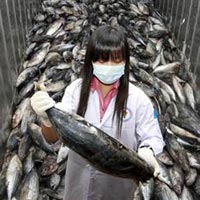 Tin tức trong ngày - Nhật: Cá còn nhiễm phóng xạ hàng chục năm
