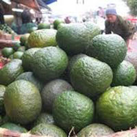 Thị trường - Tiêu dùng - Cam nội... kêu oan