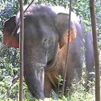 Tin tức trong ngày - Voi rừng quật chết một công an xã